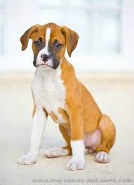 We have a stunning litter of boxer cross dogue de bordeaux puppies. 290 For Love Of Dogs Ideas Dogs Cute Dogs Puppies