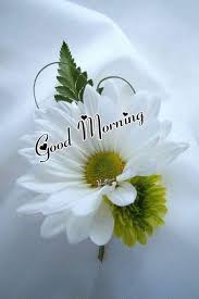 We did not find results for: Good Morning 1575471746 Good Morning Flowers Gif Good Morning Flowers Good Morning Picture