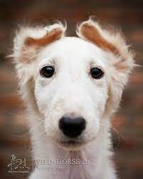 Borzoi Borzoi Dog Beautiful Dogs Borzoi Puppy