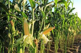Find advice on all aspects. Project Saffal Safeguarding Maize Crops Against Fall Armyworm Rural Marketing