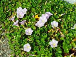 朝顔に似た花の名前は ピンク 紫 赤色などの種類を画像付きで紹介 パワースポット巡りでご利益を 開運ネット