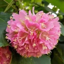 Image result for Dombeya lastii