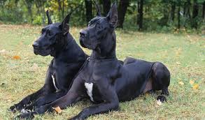 Download in under 30 seconds. Great Dane Dog Breed Information