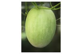 Image result for Cucumis melo