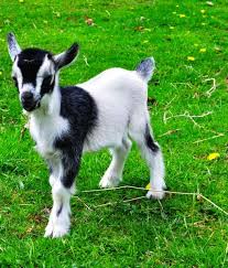 Pet Pygmy Goats Pygmy Goat Cute Baby Animals Cute Animals