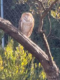 Beautiful site today at about 11:30 AM, Camarillo, California. Barn owl?  How old would this one appear to be? And is there any way to tell male or  female?