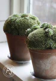 Love These So Different Succulents Moss Garden Sempervivum