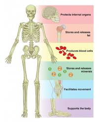 6 1 The Functions Of The Skeletal System Anatomy Physiology Skeletal System Anatomy Human Skeletal System Muscular System Anatomy
