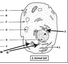 In plant cells, the cell wall gives the cell a rigid, rectangular shape. Label The Diagram Of Animal Cell Brainly In