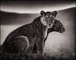 Nick Brandt Sitting Lionesses Serengeti Nick Brandt Lion Africa Animals Nick Brandt Animals Black And White African Wildlife Photography