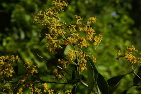 Image result for Hippocratea buchananii