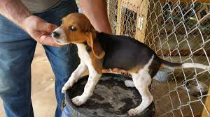 Feb 05, 2018 · lemon beagle puppies. Beagle Puppies For Sale Morganton Nc 160986 Petzlover