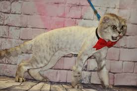 Грумер для кошек: как выбрать лучшего специалиста для ухода за вашим питомцем