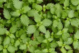 Image result for Urtica urens