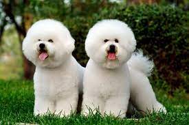 How To Care For Your Bichon Frise's Coat | Pets4Homes