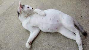 Wenn Die Katze Schwanger Ist Tiergesund De