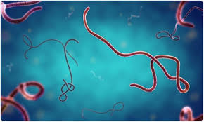 We did not find results for: Cuales Son Filoviruses