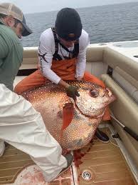 Beside this one we have thousands of other full versions of the best downloading is very simple: Fishermen Reel In 143 Pound Opah Fish Off Virginia Coast Fox 5 San Diego