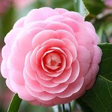 Common names include tea plant, tea shrub, and tea tree (not to be confused with melaleuca alternifolia, the source of tea tree oil. Camellias Varieties Choice And Care Palmers Garden Centre