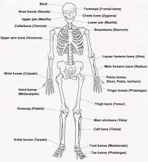This is the longest bone in the human body, and is also known as the thigh bone. Skeletal System Pictures With Labels Skeletal System Label The In 2021 Human Skeleton Labeled Human Skeletal System Skeletal System