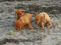 2 labrador retriever hvalpe til salg. Der Var Labrador Hvalpe 8240 Risskov Mobil 20407300 Facebook