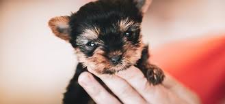 Registered with akc (american kennel club). When Do Yorkie Puppies Start Walking Newborn Yorkies Puppy Care
