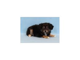 We did not find results for: Miniature Australian Shepherd Dog Male Black Tan White 2036138 My Next Puppy