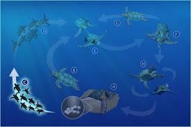 Sea Turtle Lifecycle The State Of The World S Sea Turtles Swot