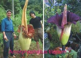 Rare Flowers Rare Flowers Strange Flowers Plants