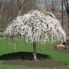 These trees grow fast and love damp soil. Flowering Trees Small Ornamental Trees Perfect For Your Area Small Ornamental Trees Fast Growing Trees Trees For Front Yard