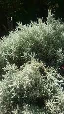 Image result for Aerva