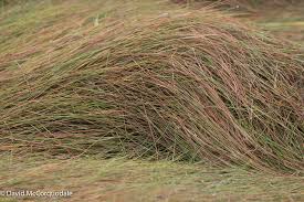 Image result for Sporobolus sanguineus