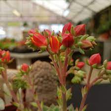 Succulent plant with small red flowers. Echeveria Sp A Rather Vibrant Red And Yellow Flower To This Small Species Bcss Succulents Echeveria Good Morning Flowers Echeveria Morning Flowers