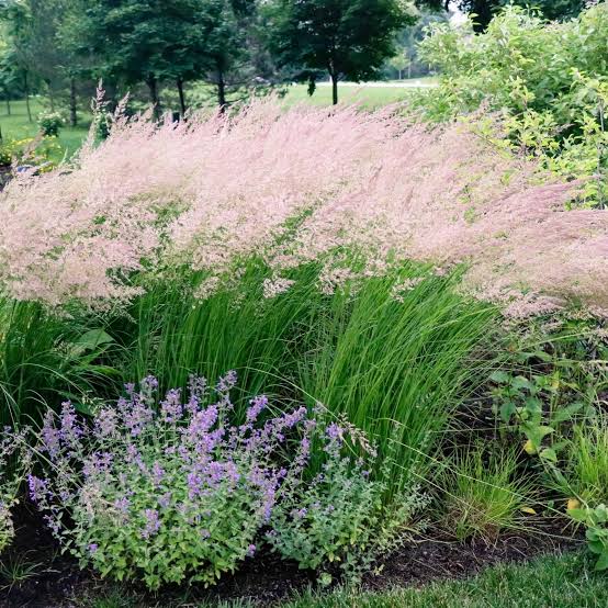 grass in small garden
