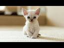 Devon Rex Kittens for Sale - Adoptapet
