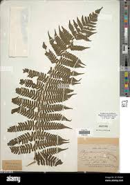 Image result for Megalastrum