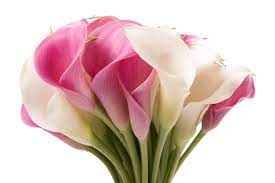 Beautiful Pink And White Calla Lily Bouquet Flowers Image Picture Wallpaper Wallsev Com Download Fre Calla Lily White Calla Lily Bouquet Calla Lily Bouquet