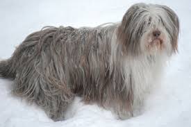 Although their long, luscious locks require regular grooming to keep them looking their best, you can take pride in the beauty and silkiness of their coats. Lovable Long Haired Dogs Care Com