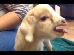 Screaming Kid Vine Baby Goats Goats Funny Animal Videos