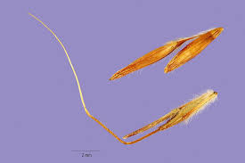 Image result for Hyparrhenia rudis