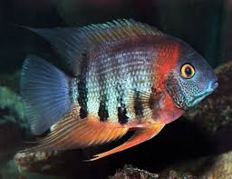We did not find results for: Red Shoulder Severum Cichlid Freshwater Fish Arizona Aquatic Gardens