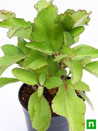 Image result for Bryophyllum