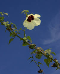 Image result for Hibiscus vitifolius