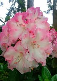 R Point Defiance Photo By Jan R Fuller Flower Garden Garden Inspiration Azaleas