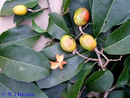 Image result for Casearia