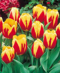 Tulip Keizerskroon Single Early Tulips Tulips Flower Bulb Index Bulb Flowers Tulips Flowers Tulips