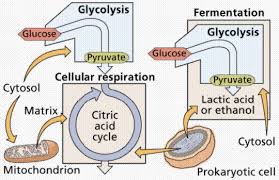 Cellular Metabolism And Fermentation