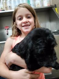 Find local goldendoodle puppies for sale and dogs for adoption near you. Goldendoodle Puppies For Sale Knoxville Tn 333261