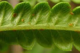 Image result for Cyclosorus interruptus