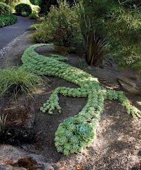 From Happy Gardens Facebook Page Succulent Landscape Design Succulent Landscaping Backyard Landscaping